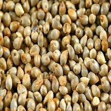 Pearl Millet Seeds